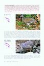 Photo Guide to Birds of Costa Rica