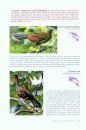 Photo Guide to Birds of Costa Rica