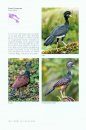 Photo Guide to Birds of Costa Rica