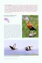 Photo Guide to Birds of Costa Rica