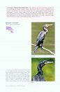 Photo Guide to Birds of Costa Rica