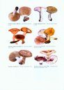 Flora Belarusi - Griby, Tom 1: Boletales: Amanitales: Russulales [Flora Belarusi - Mushrooms, Volume 1]