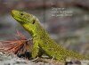 Le Lézard Ocellé: Un Géant sur le Continent Européen [The Ocellated Lizard: A Giant on the European Continent]