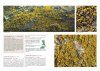 Suomen Rupijäkälät [Crustose Lichens of Finland]
