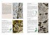 Suomen Rupijäkälät [Crustose Lichens of Finland]