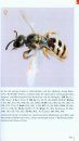 Taschenlexikon der Wildbienen Mitteleuropas: Alle Arten im Porträt [Field Guide to Wild Bees of Central Europe]