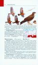 Birds of Siberia (2-Volume Set) [Russian]