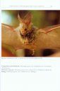 The Bats of Somalia and Neighbouring Areas