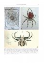 Biologie der Spinnen [Biology of Spiders]