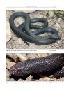 Venomous Terrestrial Snakes of the Middle East