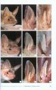Chauves-Souris d'Europe: Connaître, Identifier, Protéger [Bats of Britain and Europe]