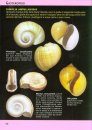 Conchiglie dal Mondo [Shells of the World]