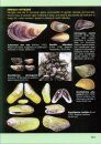 Conchiglie dal Mondo [Shells of the World]