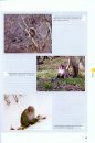 The Wild Mammals of Japan 