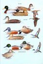 The Hand Guide to the Birds of New Zealand