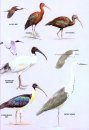 The Hand Guide to the Birds of New Zealand