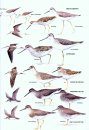 The Hand Guide to the Birds of New Zealand