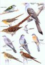 The Hand Guide to the Birds of New Zealand
