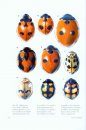 Fauna Ibérica, Volume 40: Coleoptera: Coccinellidae