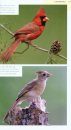 American Birding Association Field Guide to Birds of New York
