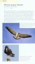 American Birding Association Field Guide to Birds of Texas