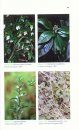 Medicinal Plants of Barbados for the Treatment of Communicable and Non-Communicable Diseases