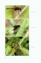 A Guide to the Dragonflies and Damselflies of the Serra dos Orgaos, South-Eastern Brazil / Guia dos Anisoptera e Zygoptera da Serra dos Órgãos, Sudeste do Brasil