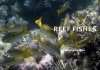 Reef Fishes