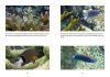Reef Fishes
