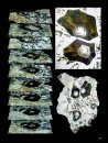 Tourmaline: Fascinating Crystals with Fantastic Inner Worlds / Turmalin: Faszinierende Kristalle mit Phantastischen Innenwelten