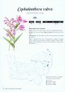 Atlas des Orchidées de Normandie [Atlas of the Orchids of Normandy]
