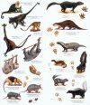 Costa Rica: Mammals and Tracks [English / Spanish]