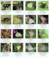 Trinidad and Tobago Butterflies