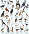 Birds of Peru / Aves del Perú / Oiseaux du Pérou