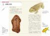Biological Mystery Series, Volume 5: Triassic Creatures [Japanese]