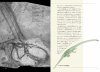 Biological Mystery Series, Volume 5: Triassic Creatures [Japanese]