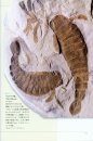 Biological Mystery Series, Volume 2: Ordovician & Silurian Creatures [Japanese]