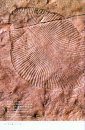 Biological Mystery Series, Volume 1: Ediacaran & Cambrian Creatures [Japanese]