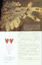 Biological Mystery Series, Volume 1: Ediacaran & Cambrian Creatures [Japanese]