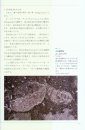 Biological Mystery Series, Volume 1: Ediacaran & Cambrian Creatures [Japanese]