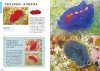 Flatworms Illustrated [Japanese]