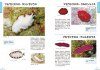Flatworms Illustrated [Japanese]