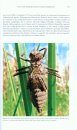 Arthropods of Canadian Grasslands, Volume 2 