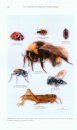 Arthropods of Canadian Grasslands, Volume 2 