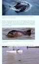 Schweinswale: Die Kleinen Vettern der Delfine [Porpoises: The Little Cousins of Dolphins]