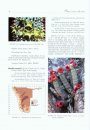 The Apocynaceae of Namibia