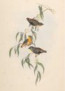 Australische Vogels door John Gould & Jacques Grégoire [Australian Birds by John Gould and Jacques Grégoire]