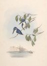 Australische Vogels door John Gould & Jacques Grégoire [Australian Birds by John Gould and Jacques Grégoire]