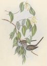Australische Vogels door John Gould & Jacques Grégoire [Australian Birds by John Gould and Jacques Grégoire]