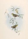 Australische Vogels door John Gould & Jacques Grégoire [Australian Birds by John Gould and Jacques Grégoire]